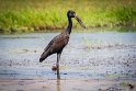 048 Botswana, Chobe NP, afrikaanse gaper